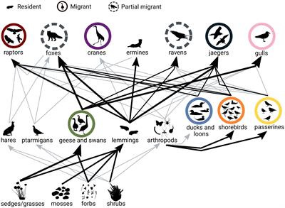 Scaling migrations to communities: An empirical case of migration network in the Arctic